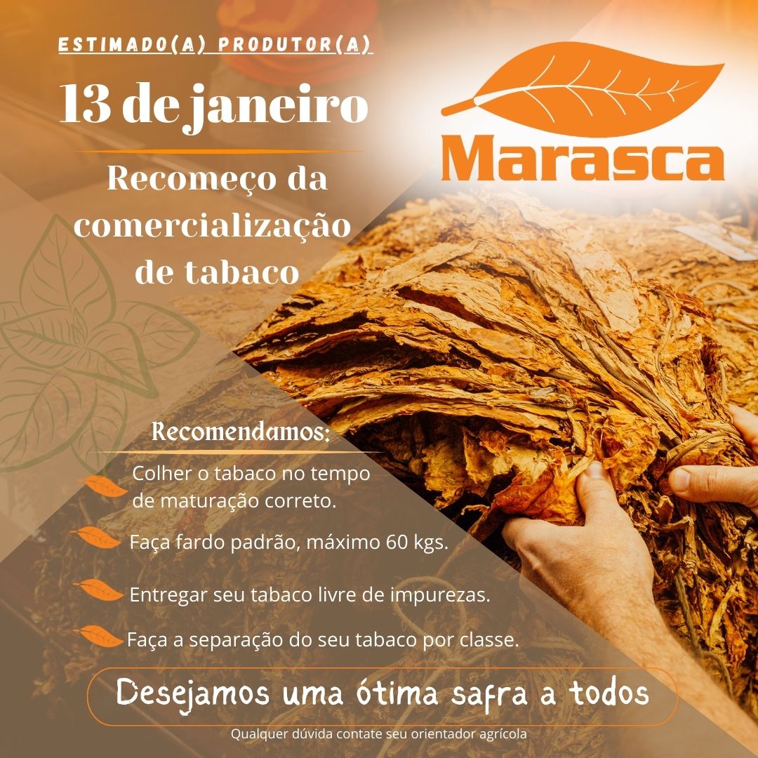 Recomeço da comercialização de Tabaco